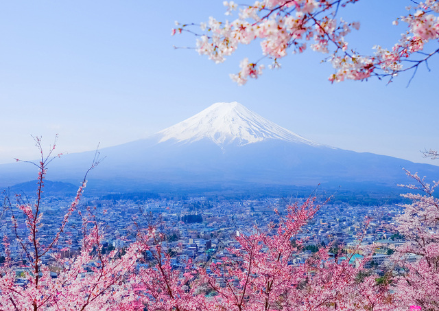 Mount Fuji with cherry blossom trees